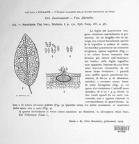 Ascochyta tini image
